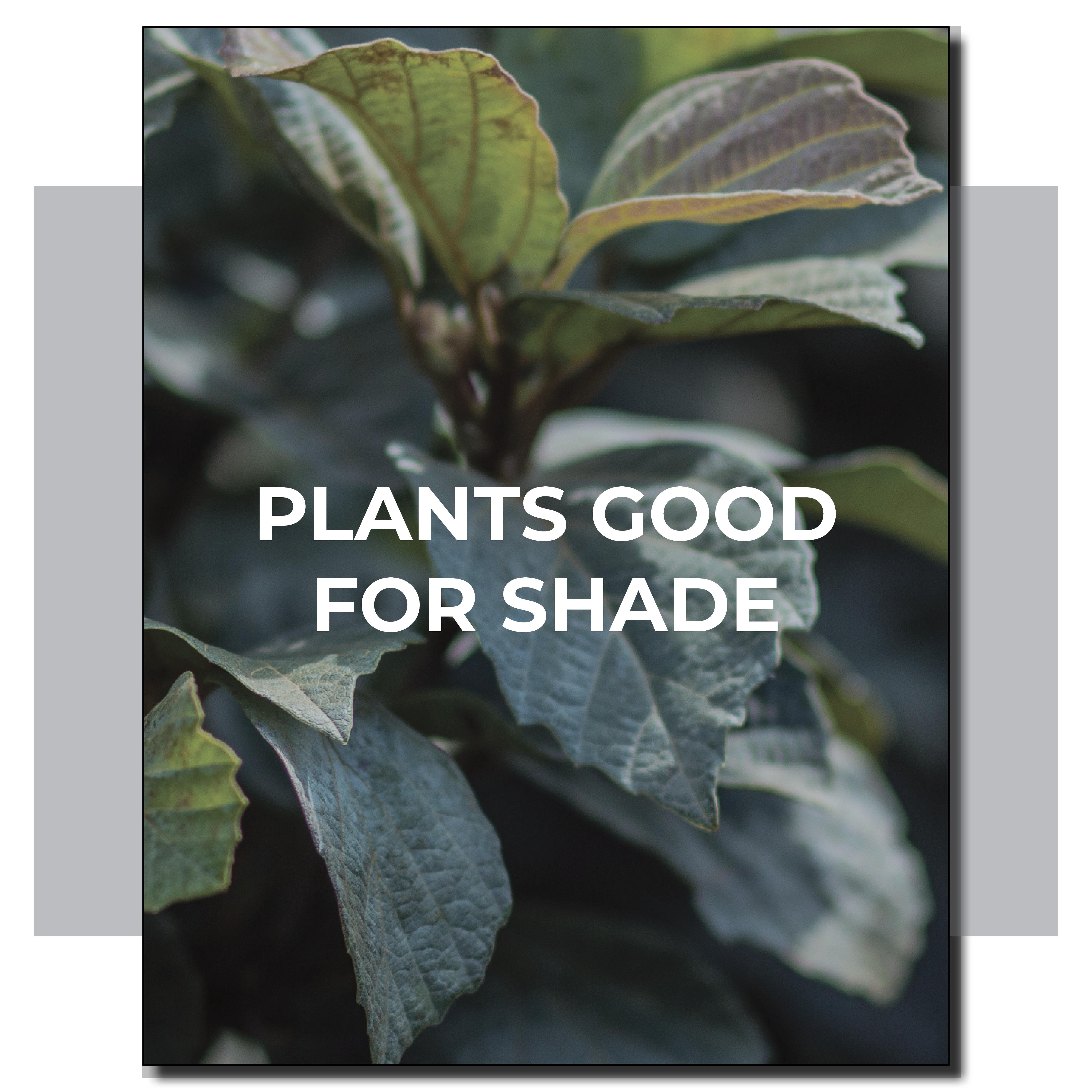 Shade Plants
