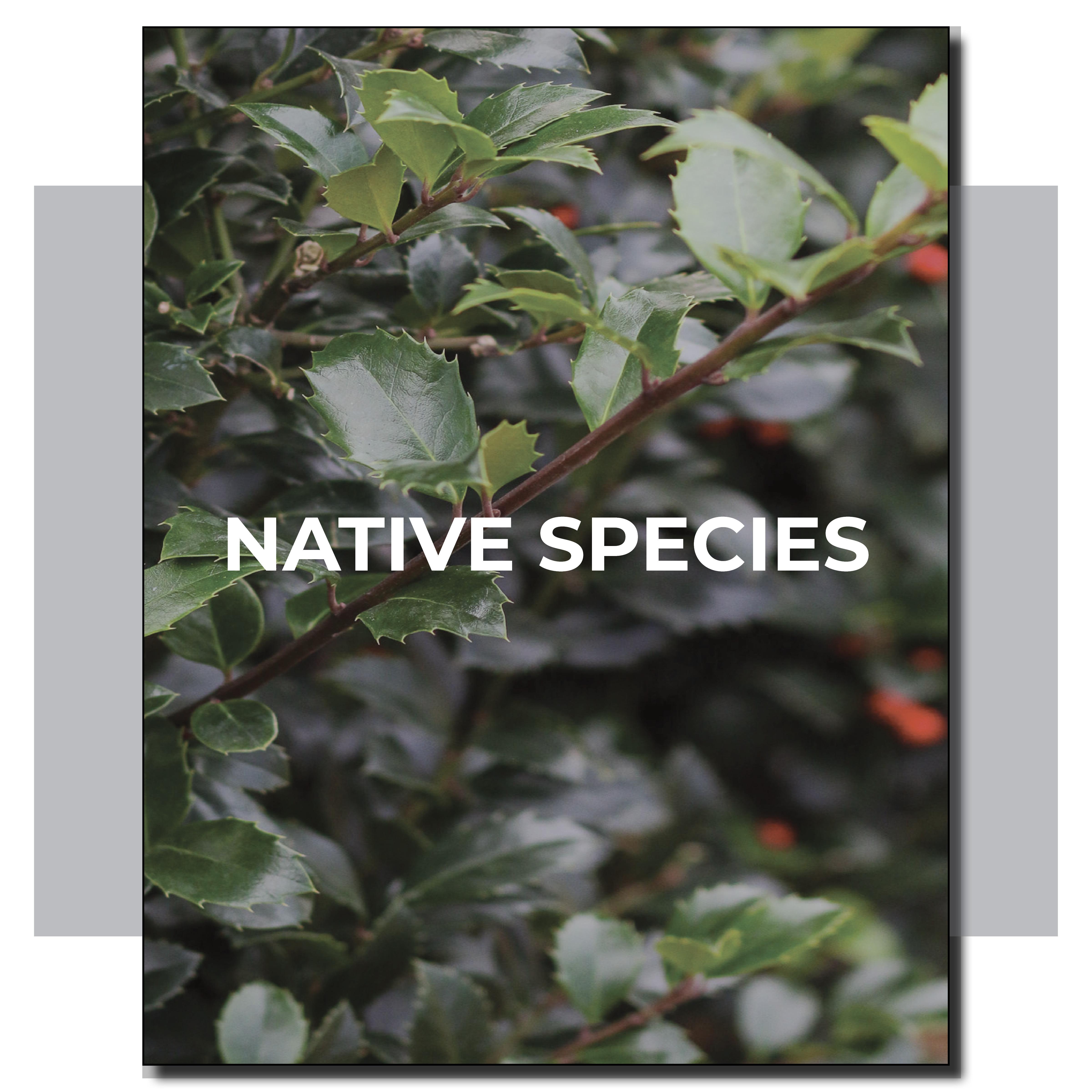 Native Species