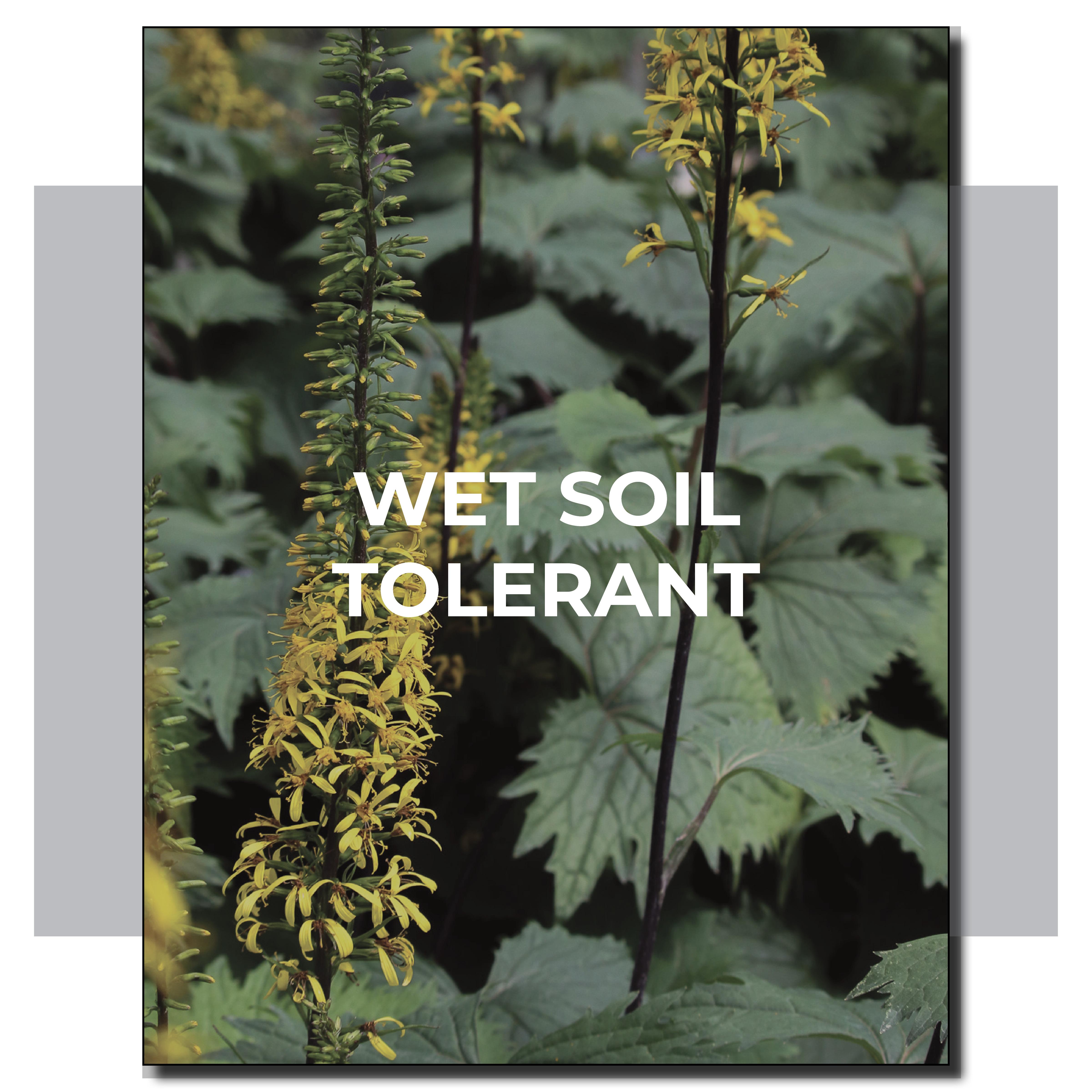 Wet Soil Tolerant Perennials