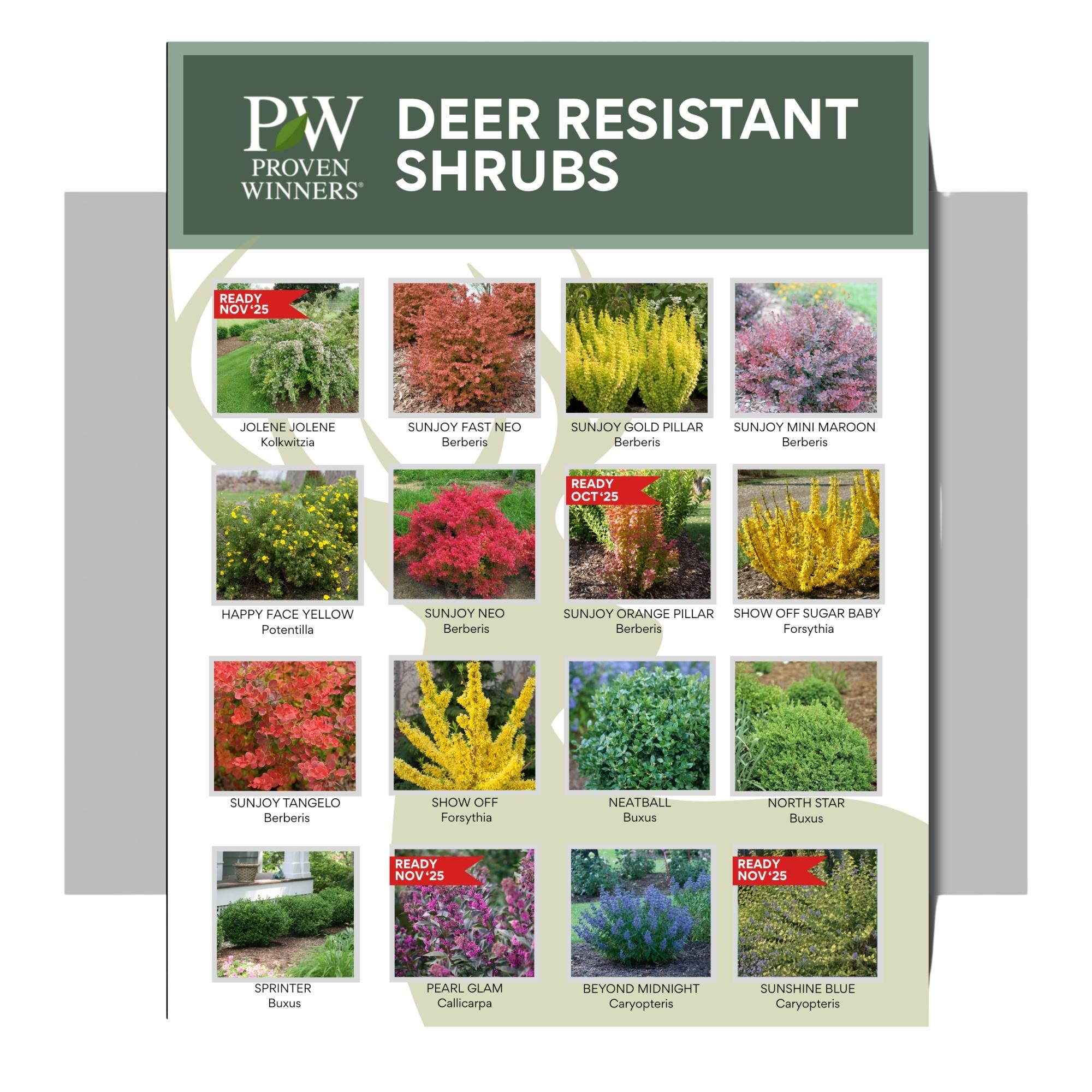 Deer Resistant Shurbs