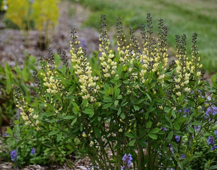 Baptisia Decadence&reg; Vanilla Cream
