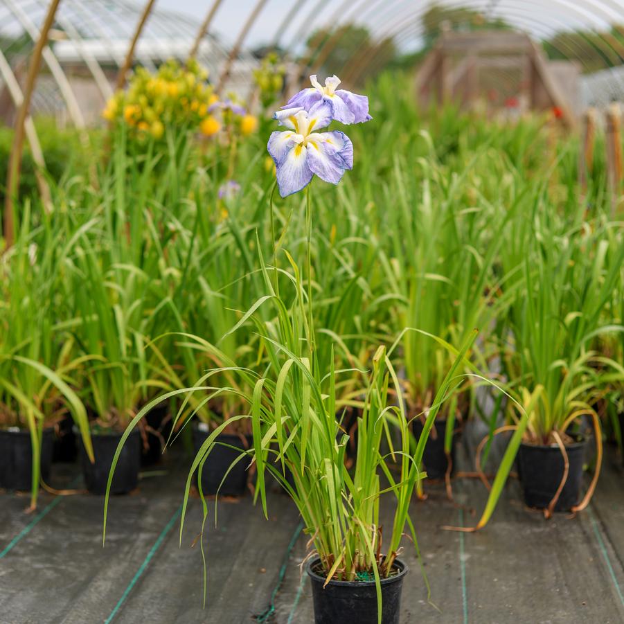 Iris x robusta Gerald Darby