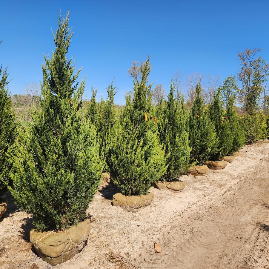 Juniperus chinensis Spartan