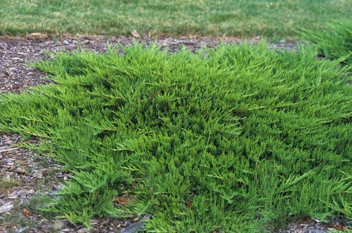 Juniperus sabina var tamariscifolia 