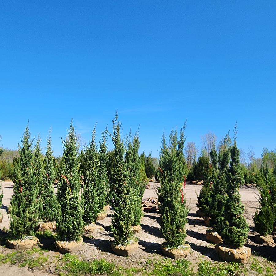 Juniperus chinensis Trautman
