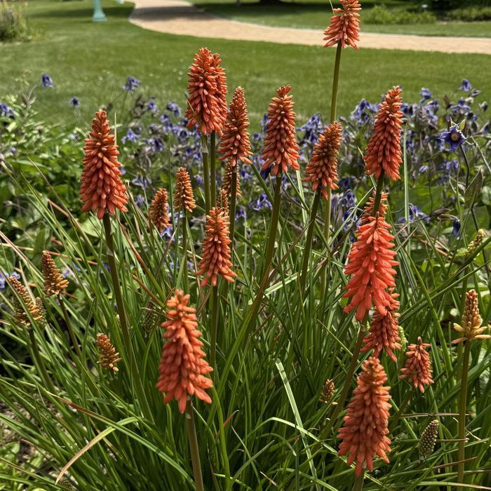 Kniphofia uvaria Flamenco