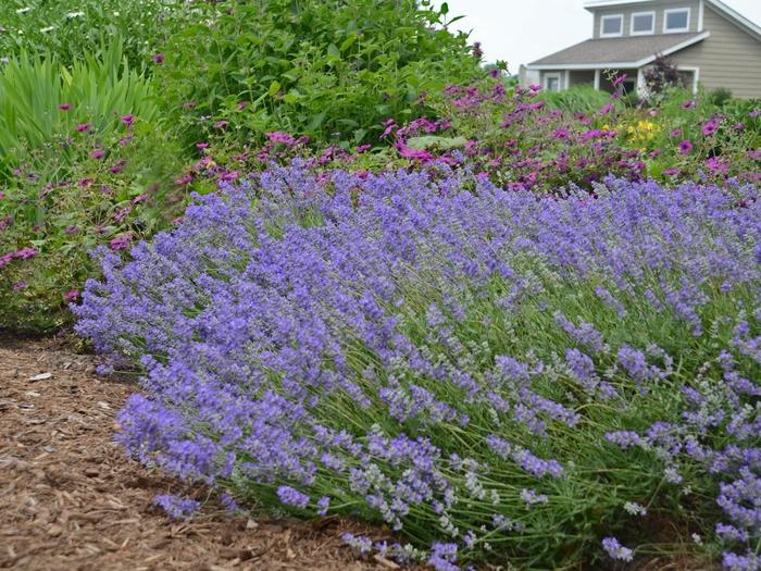 Lavandula angustifolia Blue Cushion