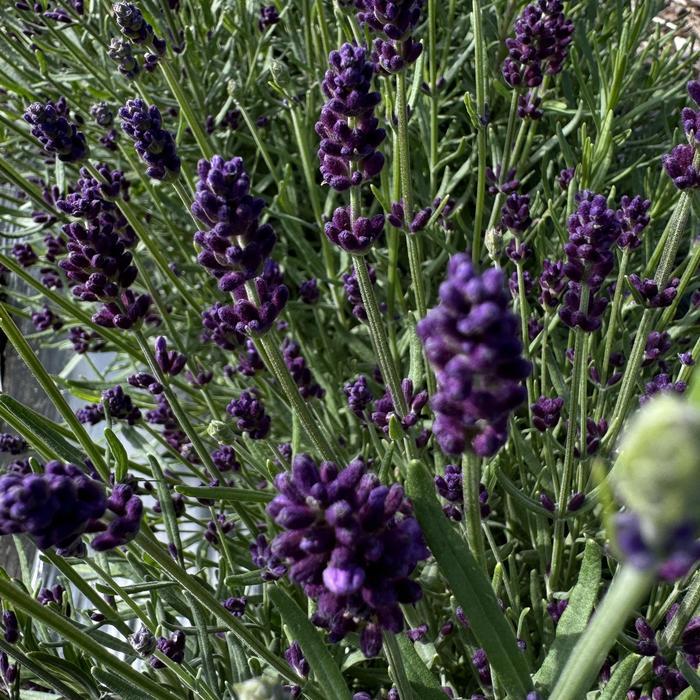 Lavandula angustifolia Ellagance Purple