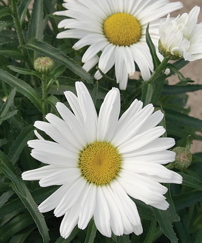 Leucanthemum x superbum Amazing Daisies&reg; Daisy May&reg;