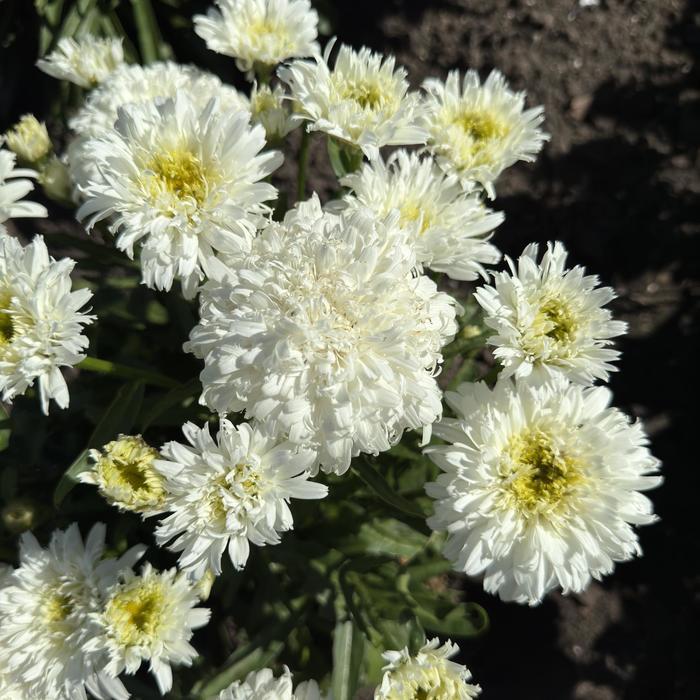 Leucanthemum x superbum Amazing Daisies&reg; Marshmallow