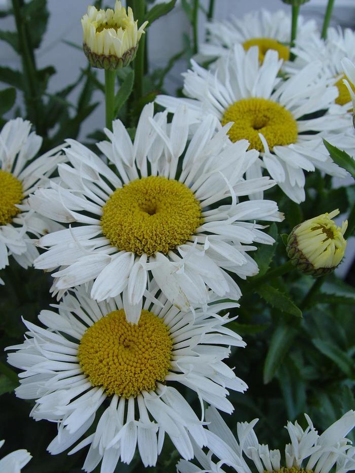 Leucanthemum x superbum Ooh La&trade; LaCrosse