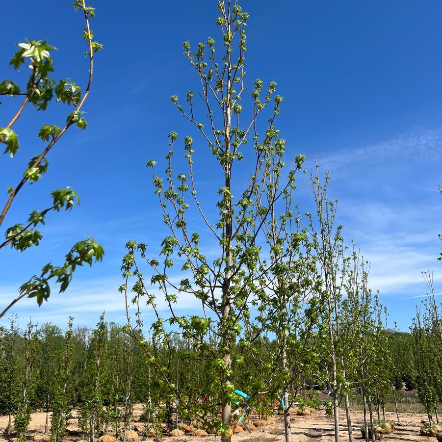 Liquidambar styraciflua Happidaze&trade;
