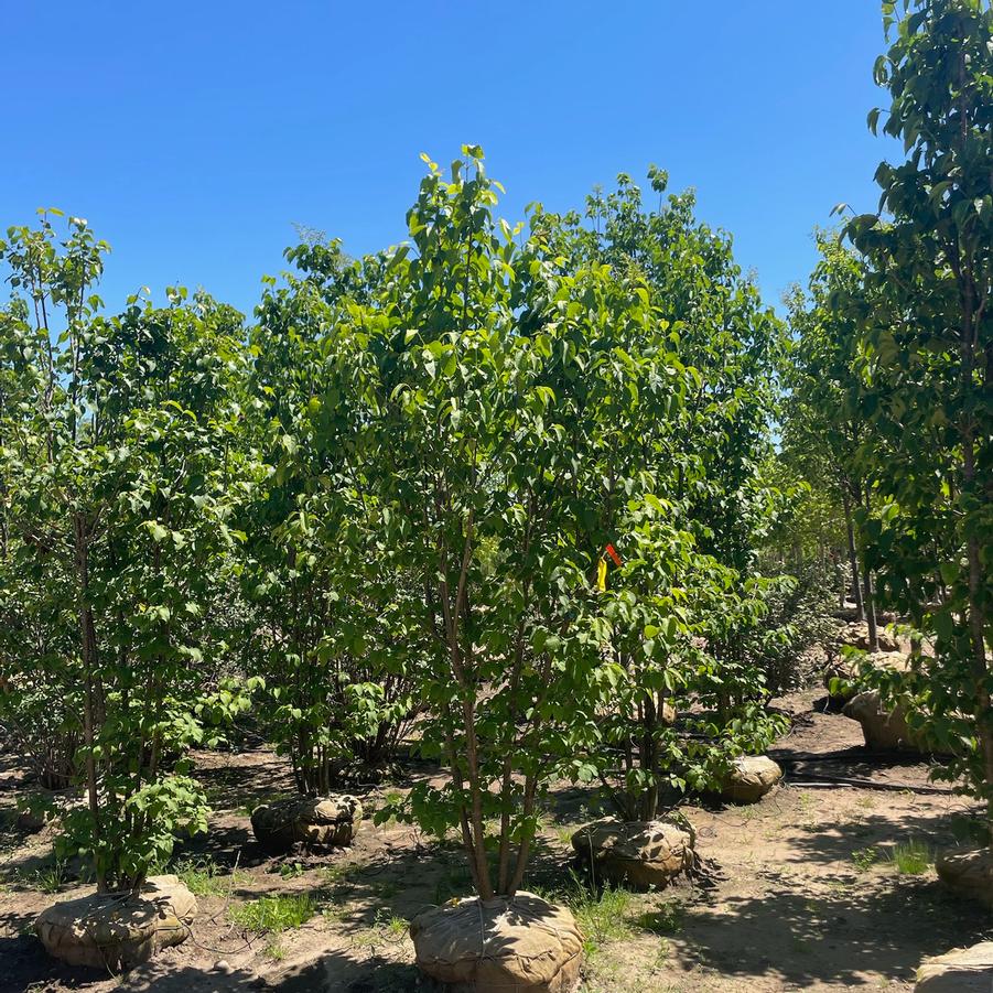 Liriodendron tulipifera Emerald City&reg;