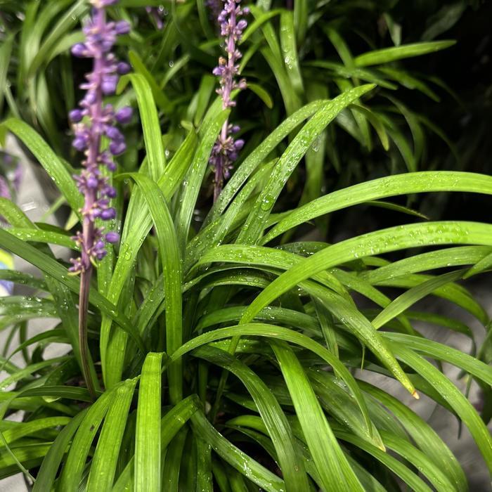 Liriope muscari Royal Purple