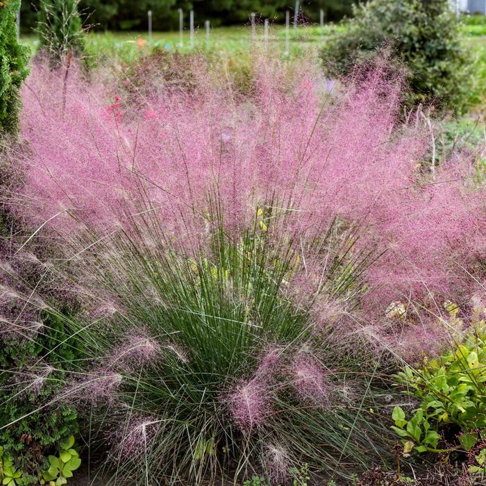 Muhlenbergia reverchonii Undaunted&reg;