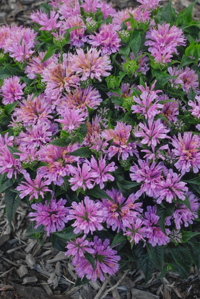 Monarda didyma Pardon My Lavender