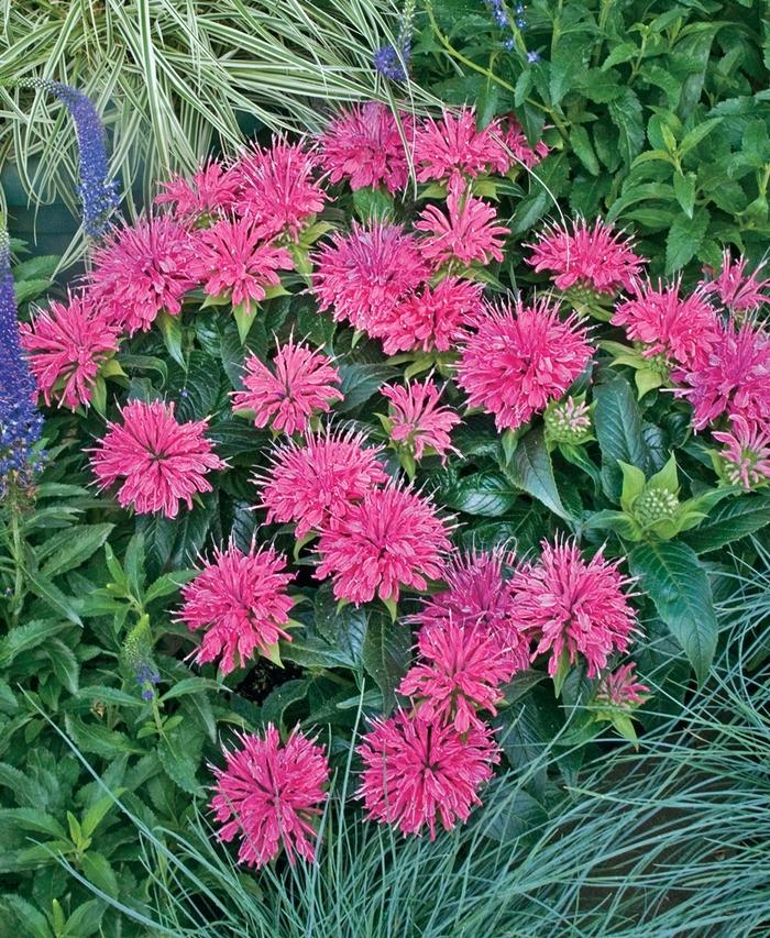 Monarda didyma Pardon My Pink