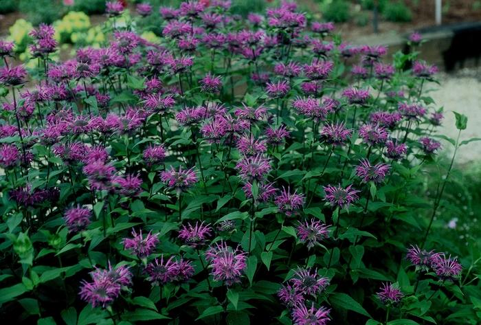 Monarda didyma Blue Stocking