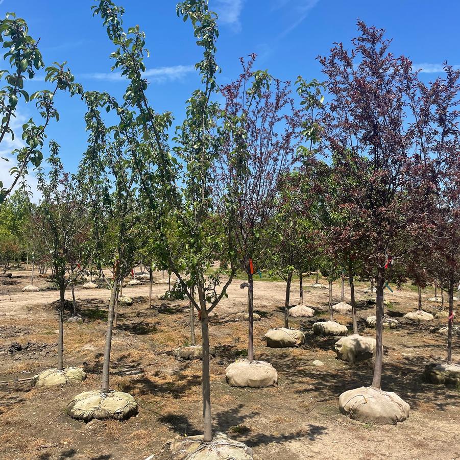 Malus Marilee&reg;