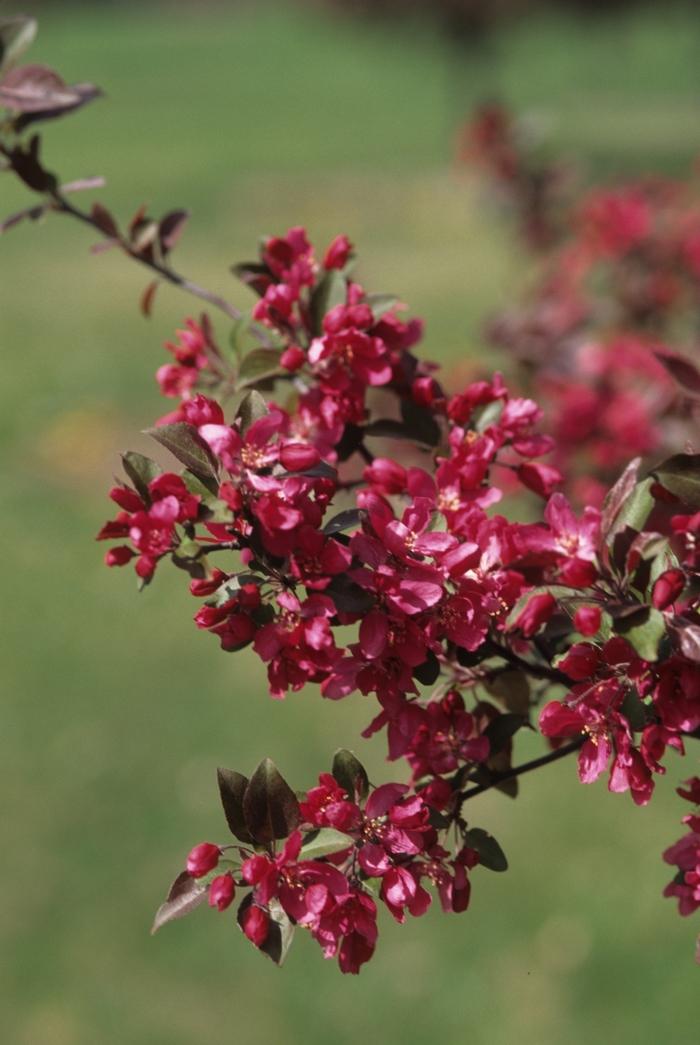 Malus x moerlandsii Profusion