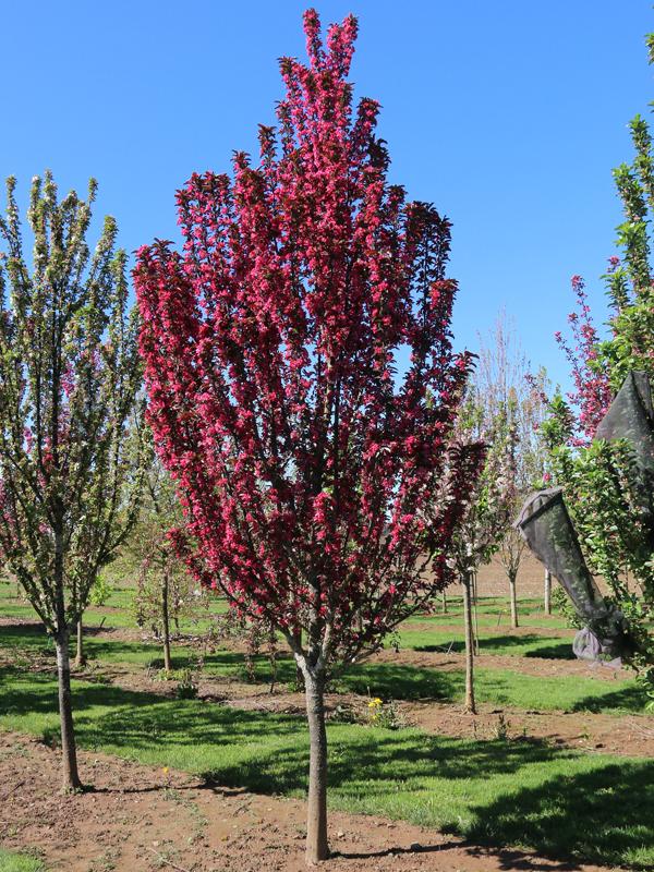 Malus Raspberry Spear&reg;