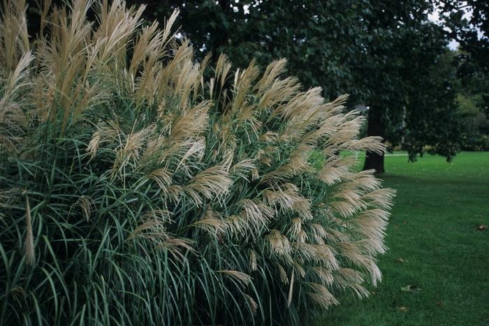 Miscanthus sinensis Silver Feather ('Silberfeder')