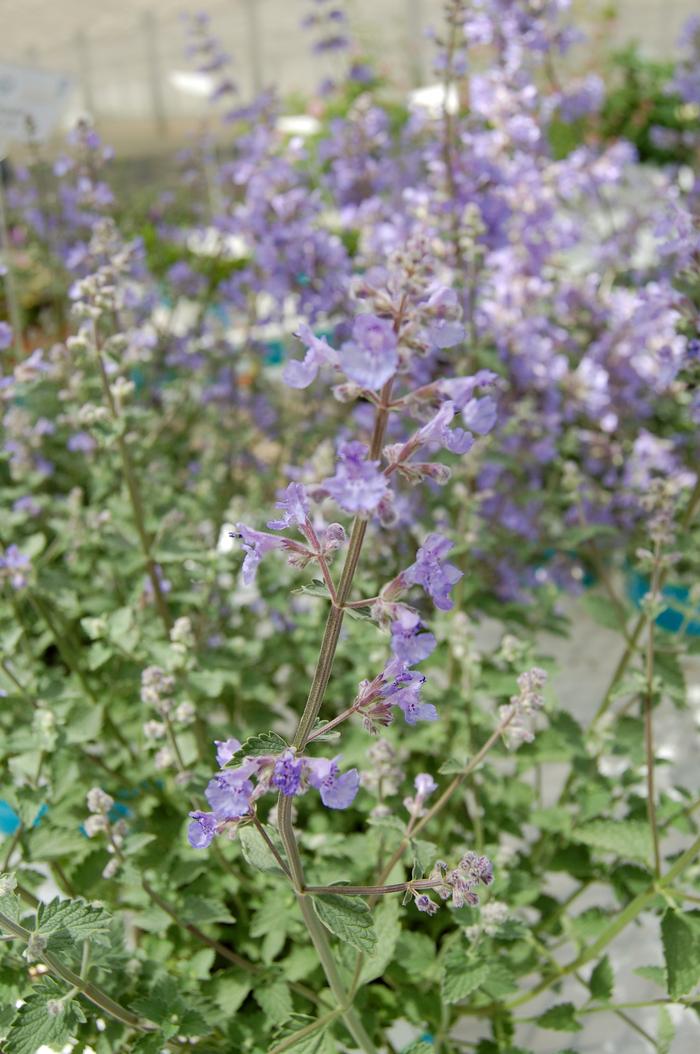 Nepeta x faassenii Kit Cat