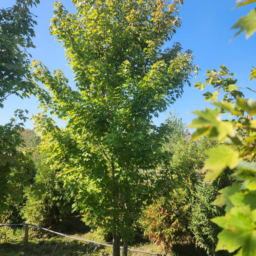 Acer rubrum 'October Glory' - Red Maple from Great Lakes Landscape Supply