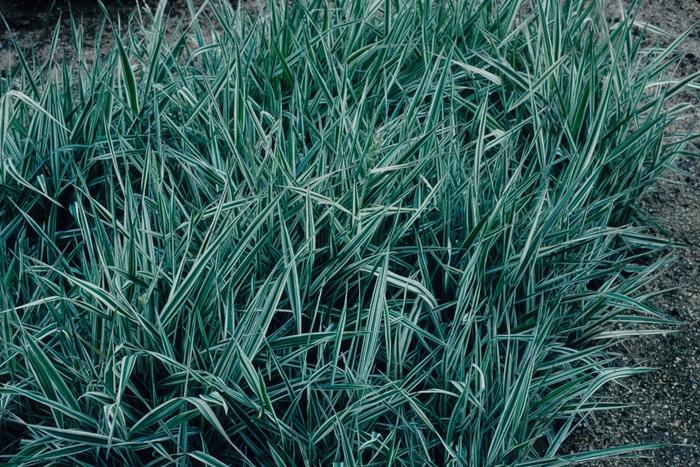 Phalaris arundinacea Tricolor