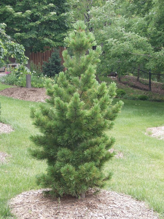 Pinus cembra Glauca
