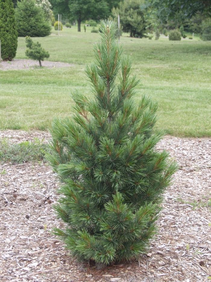Pinus cembra Glauca Nana