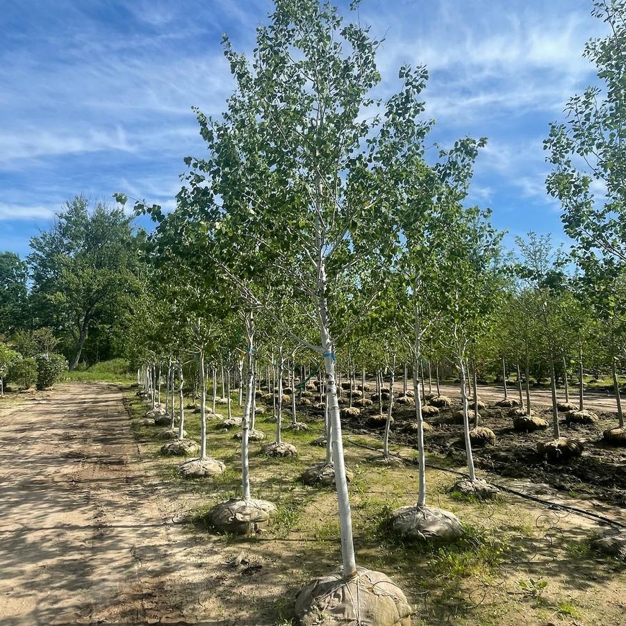 Populus tremuloides 