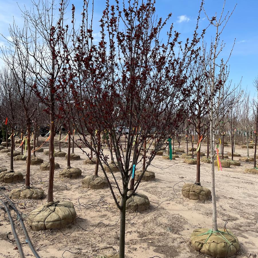 Prunus cerasifera Newport