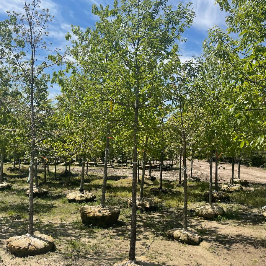 Quercus imbricaria 