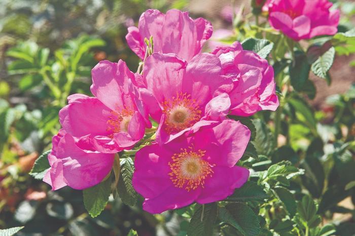 Rosa Raspberry Rugostar&reg;