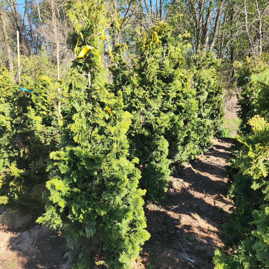 Chamaecyparis obtusa Compacta