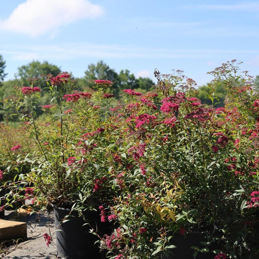 Spiraea x bumalda Anthony Waterer