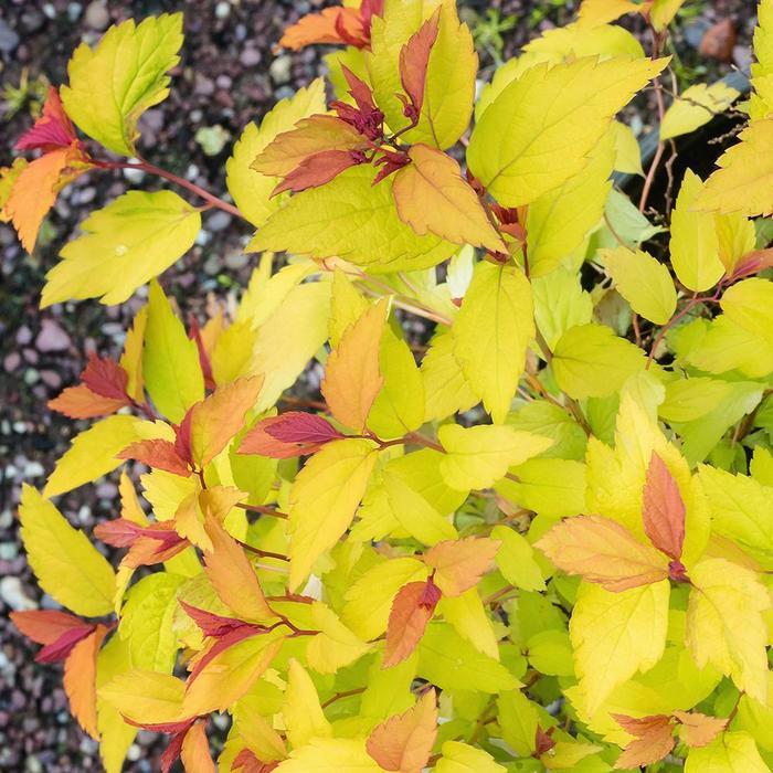 Spiraea x bumalda Goldflame