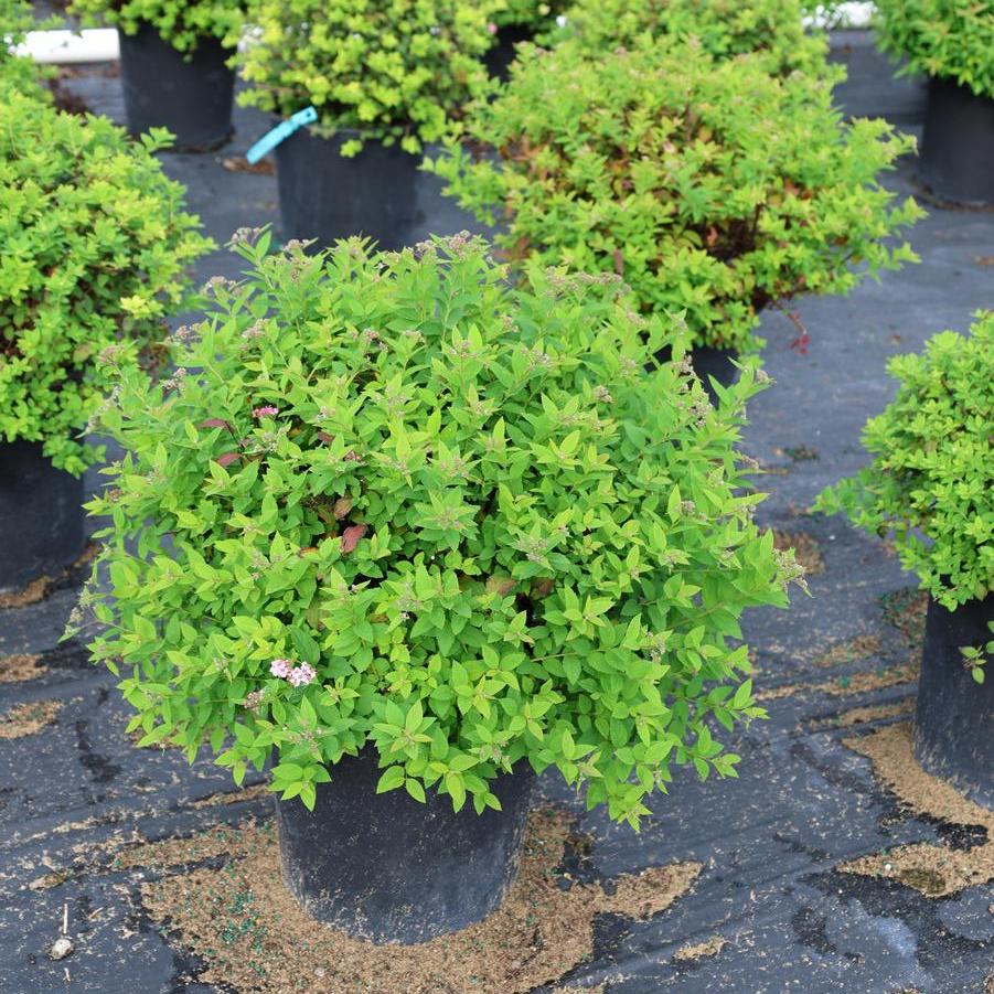 Spiraea japonica Little Princess