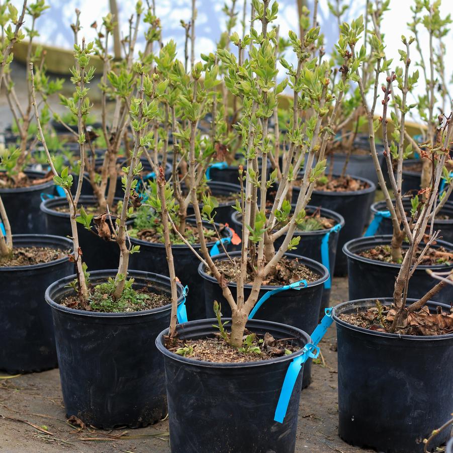 Syringa vulgaris Charles Joly