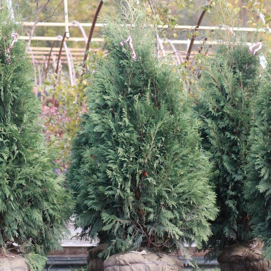 Thuja occidentalis Nigra