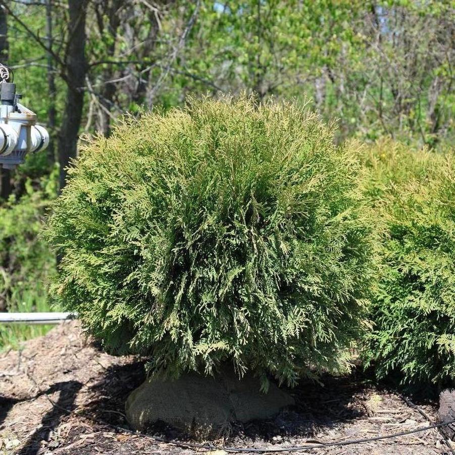 Thuja occidentalis Woodwardii