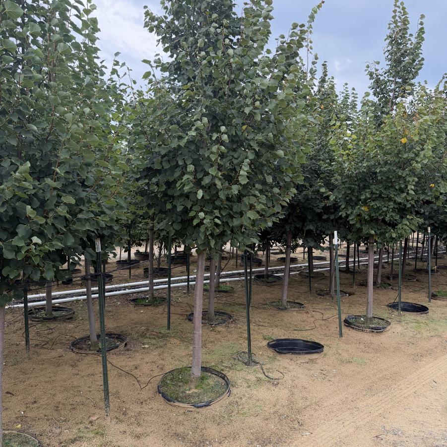 Tilia cordata Greenspire