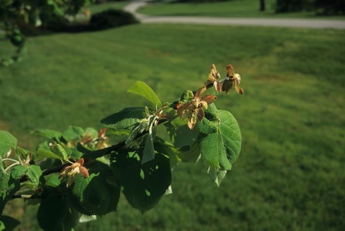 Tilia tomentosa 