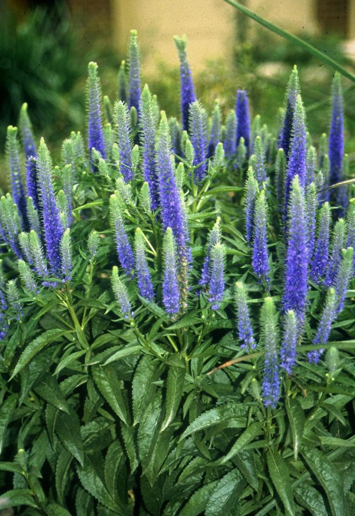 Veronica spicata Royal Candles
