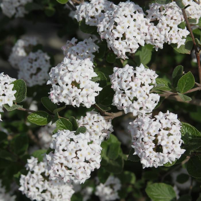 Viburnum carlesii Spice Island&trade;