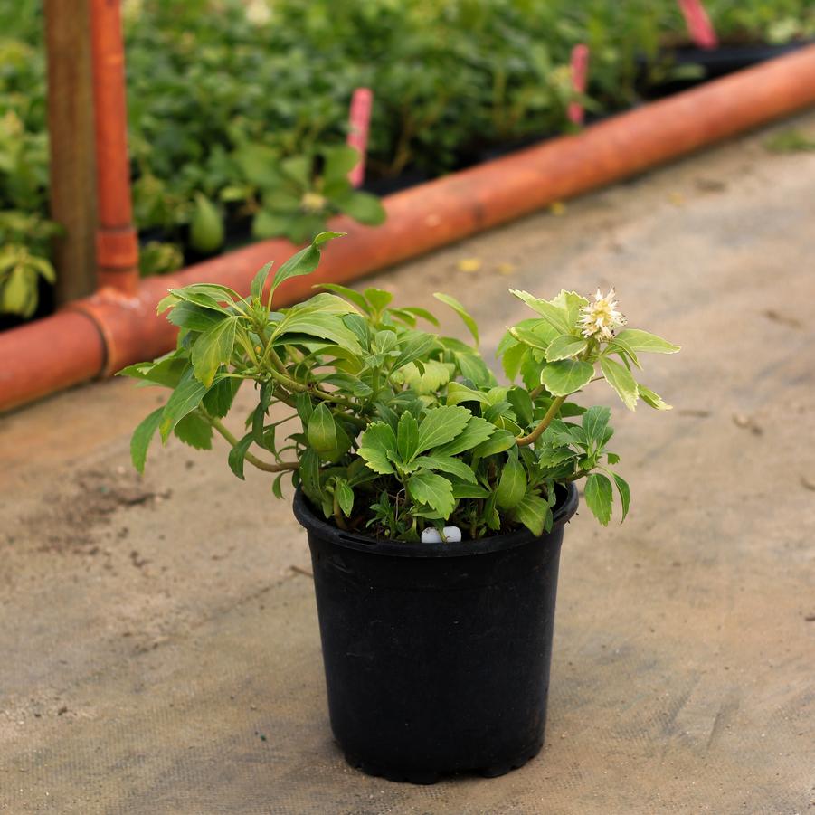 Pachysandra terminalis Green Carpet