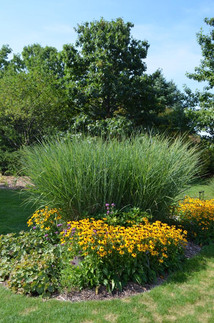 Panicum virgatum Cloud Nine