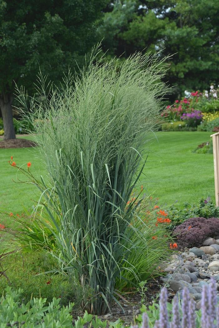 Panicum virgatum Prairie Winds&reg; Totem Pole