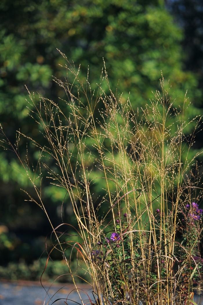 Panicum virgatum Rostrahlbusch